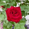 Stammrose 'Ingrid Bergman'�, Rosa 'Ingrid Bergmann'