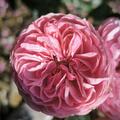 Stammrose 'Leonardo da Vinci'�, Rosa Leonardo da Vinci