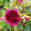 Stammrose 'Munstead Wood'�, Rosa Munstead Wood�