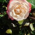 Stammrose Nostalgie�, Rosa