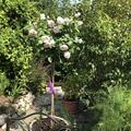 Stammrose 'Olivia Rose Austin' , Rosa Olivia Rose Austin
