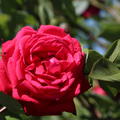 Stammrose 'Ruby Wedding', Rose, Edelrose, Tee-Hybride, Bl�te