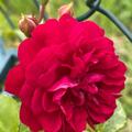 Starlet� Rose 'Lola'�, Starlet� Rosa 'Lola'�