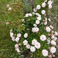 Starlet� Rose 'Melina'�, Starlet� Rosa 'Melina'�