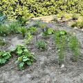 Staudenbeet 'Aller Anfang ist leicht', Der perfekte Start in die Welt der Stauden; mit 24 Pflanzen, inkl. Pflanzplan, f�r 1.5 x 2.5m