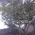 Stechpalme 'Blue Prince'�, Ilex meserveae 'Blue Prince'�