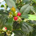 Stechpalme 'Heckenfee'�, Ilex x meserveae 'Heckenfee'�