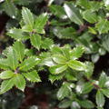 Stechpalme 'Heckenpracht'�