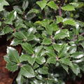 Stechpalme 'Heckenstar'�