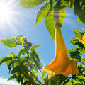 Brugmansia