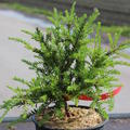 Podocarpus lawrencei
