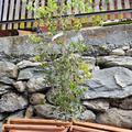 Steineiche, Quercus ilex
