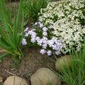 Steinkraut weiss, Lobularia maritima 