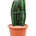 Stenocereus pruinosus, Tuff, im 25cm Topf, H�he 55cm, Breite 25cm