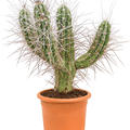 Stetsonia coryne, Verzweigt, im 30cm Topf, H�he 85cm, Breite 45cm