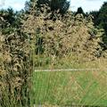 Stipa gigantea 
