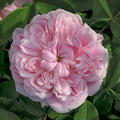 Strauchrose Jacques Cartier (korr)
