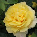 Rose Chinatown� 