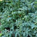 Strauchtomate OpenSky� 'Schlingel Max'�, Solanum lycopersicum
