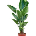 Strelitzia nicolai (90-110), Tuff, im 21cm Topf, H�he 100cm