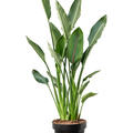 Strelitzia reginae (80-100), Tuff, im 30cm Topf, H�he 100cm, Breite 60cm