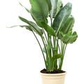 Strelitzia reginae (80-110), Tuff 3/4pp, im 24cm Topf, H�he 95cm, Breite 55cm