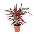 Stromanthe Sanguinea 'Triostar', Busch, im 19cm Topf, H�he 55cm, Breite 45cm