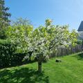 S�sskirsche Regina, Prunus avium