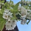 S�sskirsche Sylvia, Prunus avium