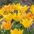Tulpe, Darwin Tulpe, Tulipa Sunny Leo