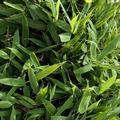 Gr�ne Bambusbl�tter