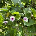 S�sskartoffel Sugabeauty� 'Blooming Lady'�, Ipomoea batatas Sugabeauty 'Blooming Lady'