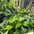 S�sskartoffel Sugaroot� 'Chestnut', Ipomoea batatas