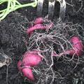 S�sskartoffel Sugaroot� 'Purple', Ipomoea batatas