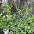 Switrus� Australische W�stenlimette, Eremocitrus glauca