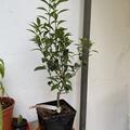 Switrus� Citrangequat 'Thomasville', (Citrus sinensis x Poncirus trifoliata) x Fortunella margarita