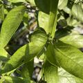 Switrus� Mandarine 'Sanford Curafora', (Citrus sinensis x Poncirus trifoliata) x Citrus reticulata