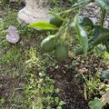 Switrus� Orange 'Ichangorange', Citrus ichangensis x Citrus sinensis