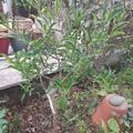 Switrus� Orange 'Troichang', Citroncirus 'Troyer' x Citrus ichangensis