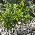 Switrus� Orange 'US-119', (Citrus paradisi 'Duncan' x Poncirus trifoliata) x Citrus sinensis 'Succory'