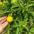 Switrus� 'Yuzu Nr. 3', Citrus junos
