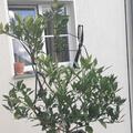 Switrus� Zitrone 'Ichanglemon', Citrus wilsonii