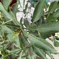 Switrus� Zitrone 'Yuzumelo', (C. paradisi x P. trifoliata) x Citrus junos
