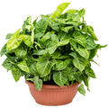 Syngonium 'Arrow', Busch, im 35cm Topf, H�he 55cm, Breite 70cm