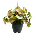 Syngonium 'Neon', Ampel, im 19cm Topf, H�he 60cm, Breite 40cm
