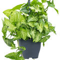 Syngonium 'White Butterfly', Ampel, im 19cm Topf, H�he 60cm, Breite 50cm
