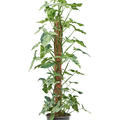 Syngonium mottled 'Mojito', Moosstab 120, im 27cm Topf, H�he 140cm, Breite 60cm