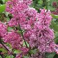 Syringa prestoniae 'Redwine', XXL Geh�lze Hinrichs