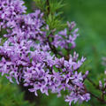 Syringa afghanica lila Bl�te