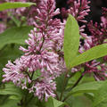 Syringa josiflexa 'James Macfarlane'
